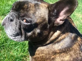 4 Paw Members!  VOTE NOW!!  September Frenchie-tude Contest!
