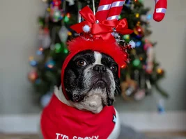 ~ENTER HERE~ December HOLLY JOLLY Frenchie of the Month Contest