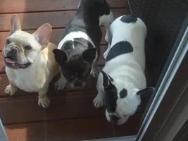 The Three Stooges
