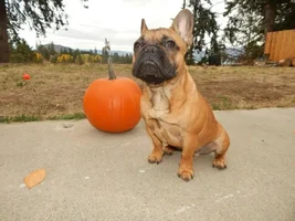 VOTE NOW!  Frenchies in October Contest!