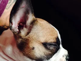 Long nose?