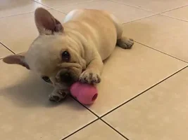 New member here