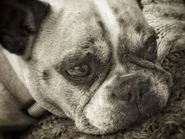 ~Nayla~French Bulldog Available for Adoption in New York