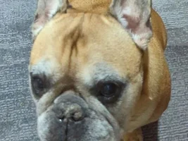 Suggestions for 12 year-old Frenchie with breathing and eating problems?
