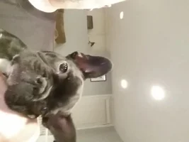 meet Rocco
