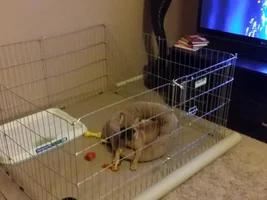 Puppy Training Potty Apartment