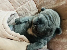 Hello! We are a breeder of OFA health-tested French Bulldogs | Traditional & Fluffy & Big Rope