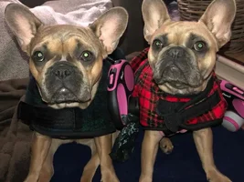 Pure frenchie or mix?