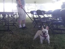 Bulldog race!!!