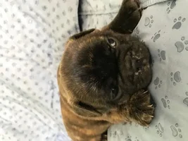 Beau At 3 Weeks Old
