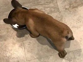 Housebreaking