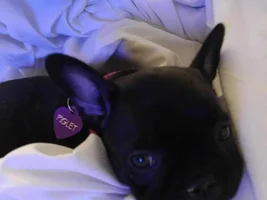 VOTE NOW!! April SMILING FRENCHIES Contest
