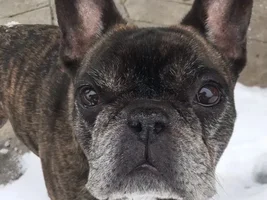 4 PAW MEMBERS!!!!   Please vote for your favorite FRENCHIE FACES!