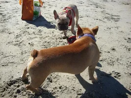 Frenchie Meet up group event this weekend Dec 1st