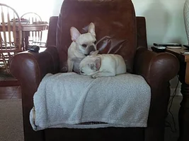 4 Paw Members VOTE NOW!  February French of the month