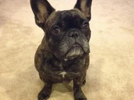 July 2014 Frenchie of the Month Contest ~ENTER HERE~