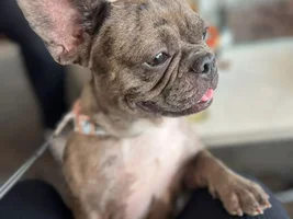 HEY NEW MOM TO A 2 YEAR OLD FRENCHIE AND I AM SO IN LOVE BUT ALSO SO OVERWHELMED