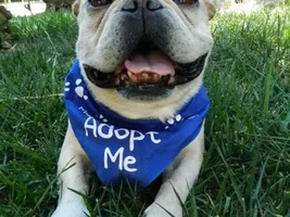 Ready for adoption SOON!