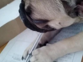 November Frenchie of the Month ~ 4 PAW MEMBERS VOTE ~