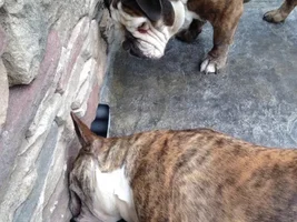 Buster Tries To Catch A Mouse!