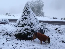 Buster Outside To Relieve Himself This Morning!