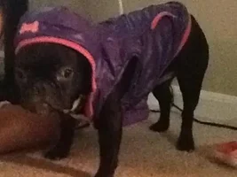 Let's see frenchies in sweaters :)
