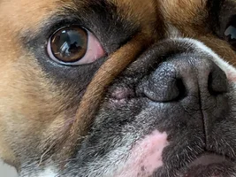 Weird stuff going on near nose