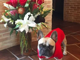 ~ENTER HERE~ February Frenchie of the Month "Be My Frenchie-Tine"