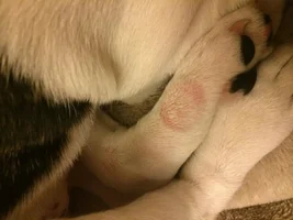 Help! Ringworm!