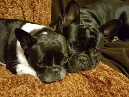 ~ENTER HERE~ March Frenchie of the Month ~ Frenchie Faces
