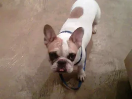 ~Tchecky~French Bulldog Available for Adoption in Florida
