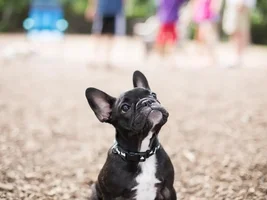 August 2014 Frenchie of the Month Contest ~ENTER HERE~