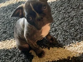 Frenchie Ears