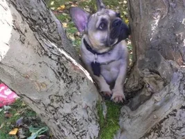 Vote for November 2013 Frenchie of the Month!!!