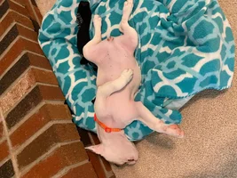 12 week old developing dark spots on belly mainly