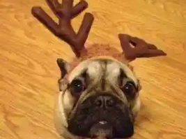 Cutest Holiday Frenchie!  VOTE HERE!