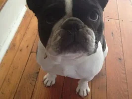 ~Georgette~French Bulldog Available for Adoption in Pennsylvania