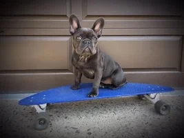 Blues!! Post pics of your blue frenchie!!