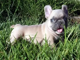 Anyone Have Pictures Of Your Frenchie's Parents???