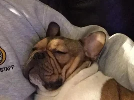 4 PAW MEMBERS!!! Please vote for your favorite Happy Frenchies!
