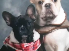 4 Paw Members!!!  Please vote for our Frozen Frenchies!
