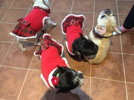 4 PAW MEMBERS!!  Please vote for your favorite Dressed Up Frenchies!