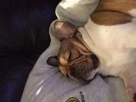 ~ENTER HERE~ August Frenchie of the Month "Sleepy Frenchies"