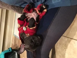 ~ENTER HERE~ January 2017 Frenchie of the Month ~ Frozen Frenchies!