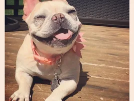 ~ENTER HERE~ *SMILING FRENCHIES* April Frenchie of the Month!