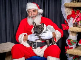 4 PAW MEMBERS!!  Please VOTE for your favorite HOLLY JOLLY FRENCHIES!!!!