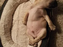 ~ENTER HERE~ August 2016 Frenchie of the Month ~ SLEEPY FRENCHIES