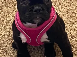 Bowed Front Legs Or Is This Normal?
