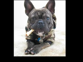 ~ENTER HERE~ April 2015 Frenchie of the Month ~ Happy Frenchies!