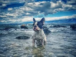 ~ENTER HERE~ Frenchie of the Month ~ FRENCHIE FACES (Up close & personal)
